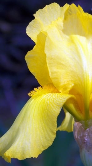 yellow iris flower thumbnail