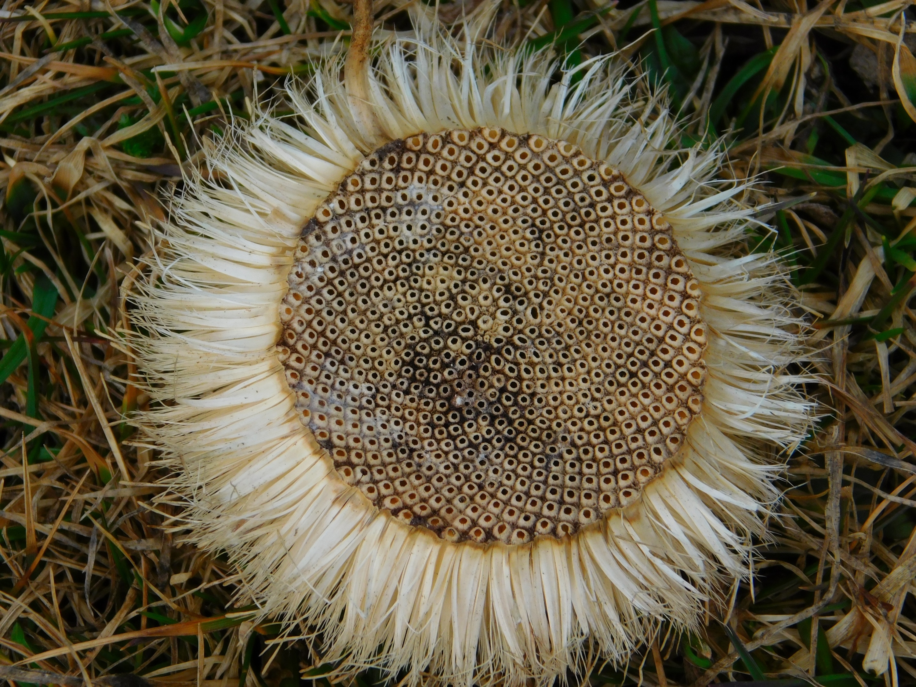 beige and white round flower