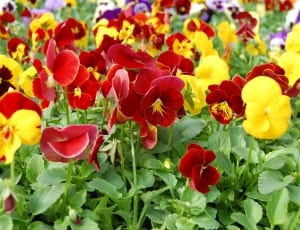 red and yellow petaled flowers thumbnail
