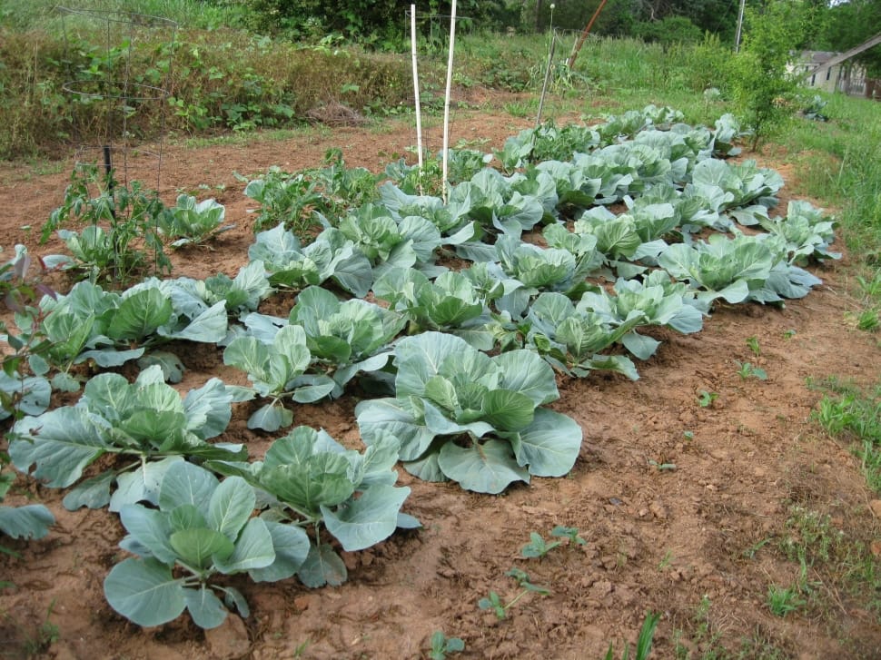 cabbage plant preview