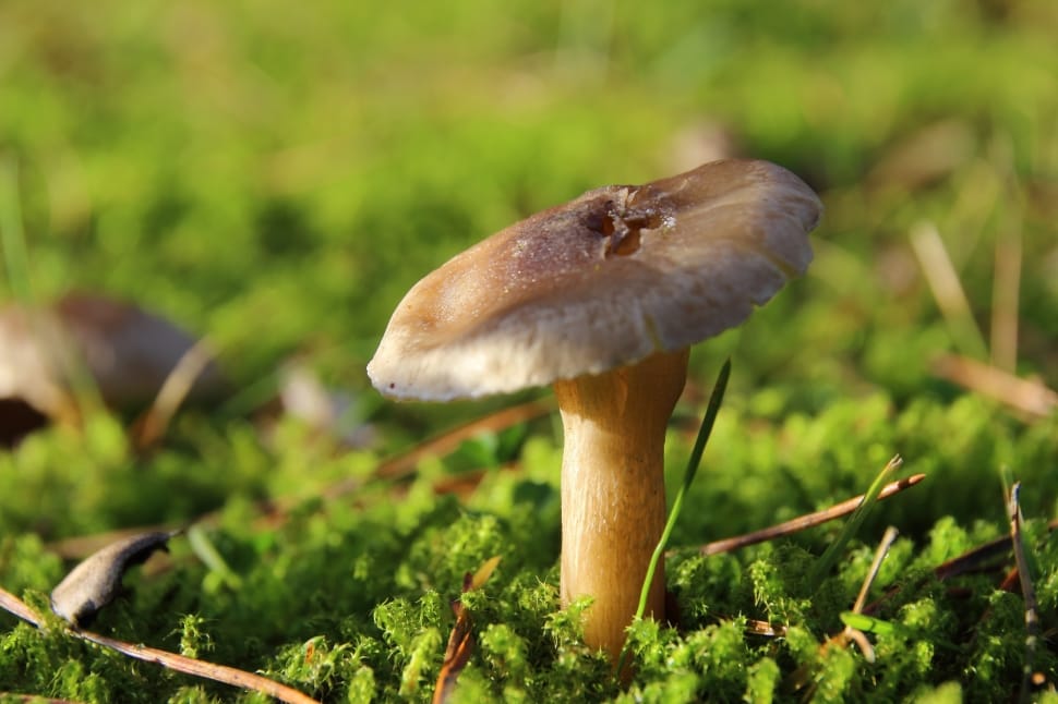 Mushroom, Moss, Forest, Forest Floor, mushroom, fungus preview