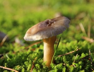 Mushroom, Moss, Forest, Forest Floor, mushroom, fungus thumbnail
