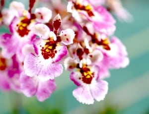 white purple red orchids thumbnail