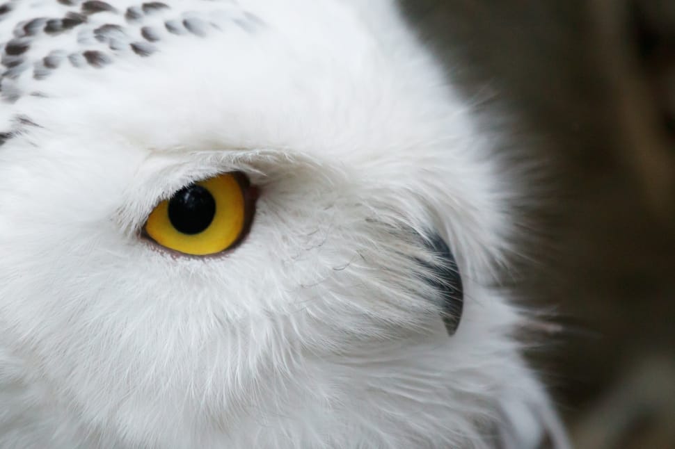 white owl preview