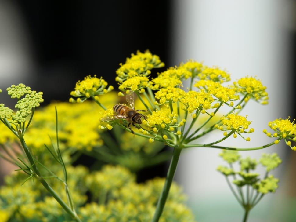 yellow petaled flowers with brown bee preview
