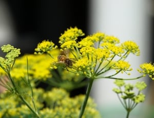 yellow petaled flowers with brown bee thumbnail