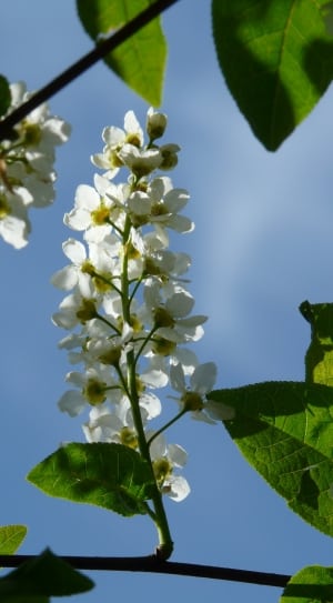 white blossom thumbnail