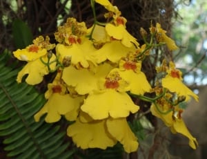 yellow dancing lady orchid thumbnail
