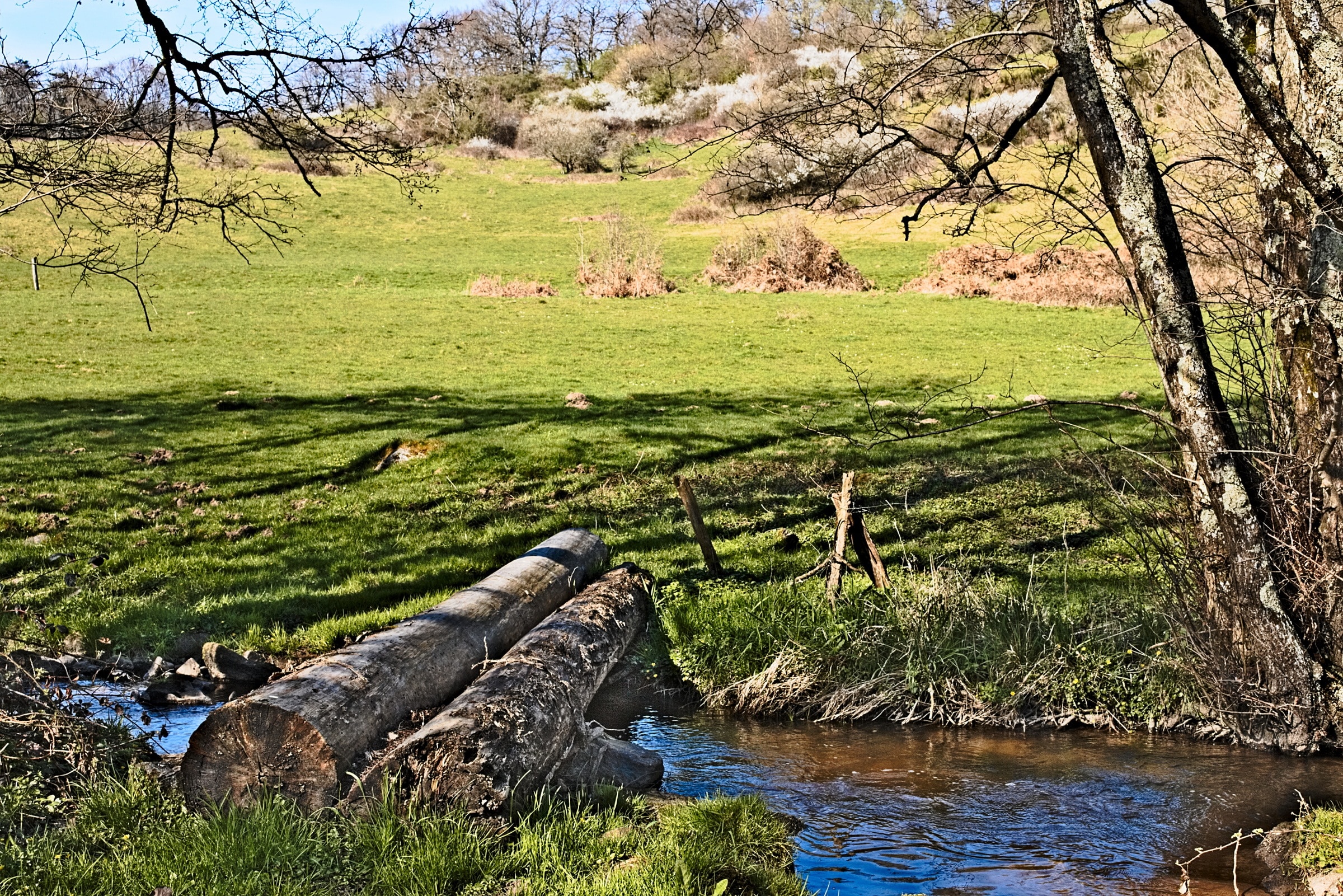 brown tree logs and trees near body of water at daytime