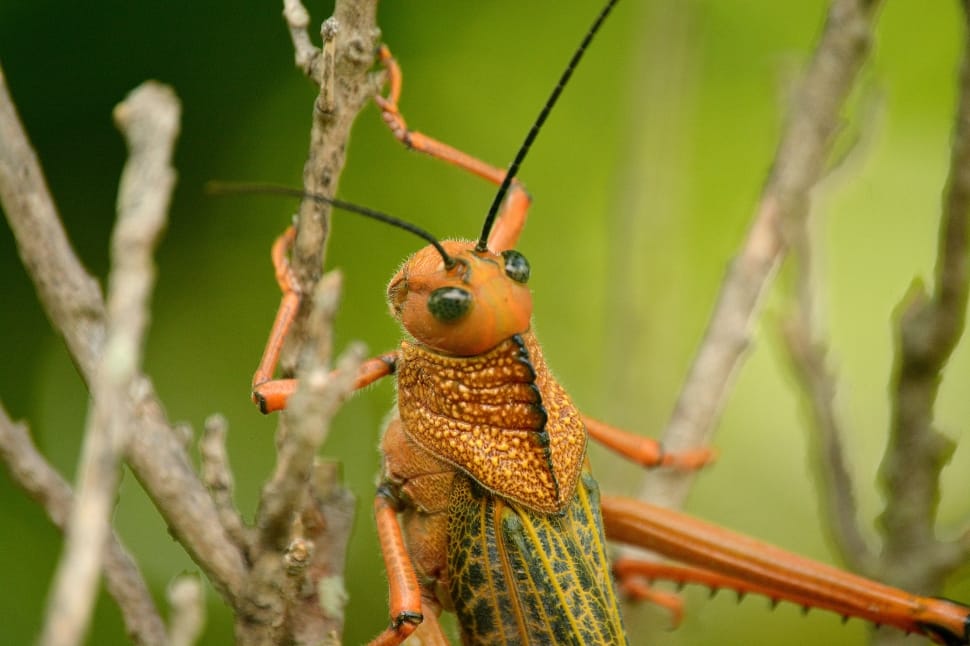 brown and green grasshopper preview