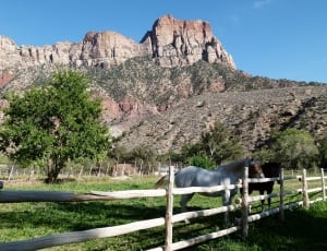 white and brown horses outside near rock mountain during daytime thumbnail
