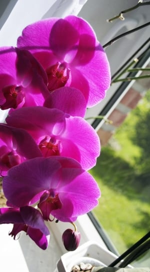 pink moth orchid thumbnail