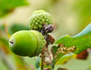 close up photo of green fruit thumbnail