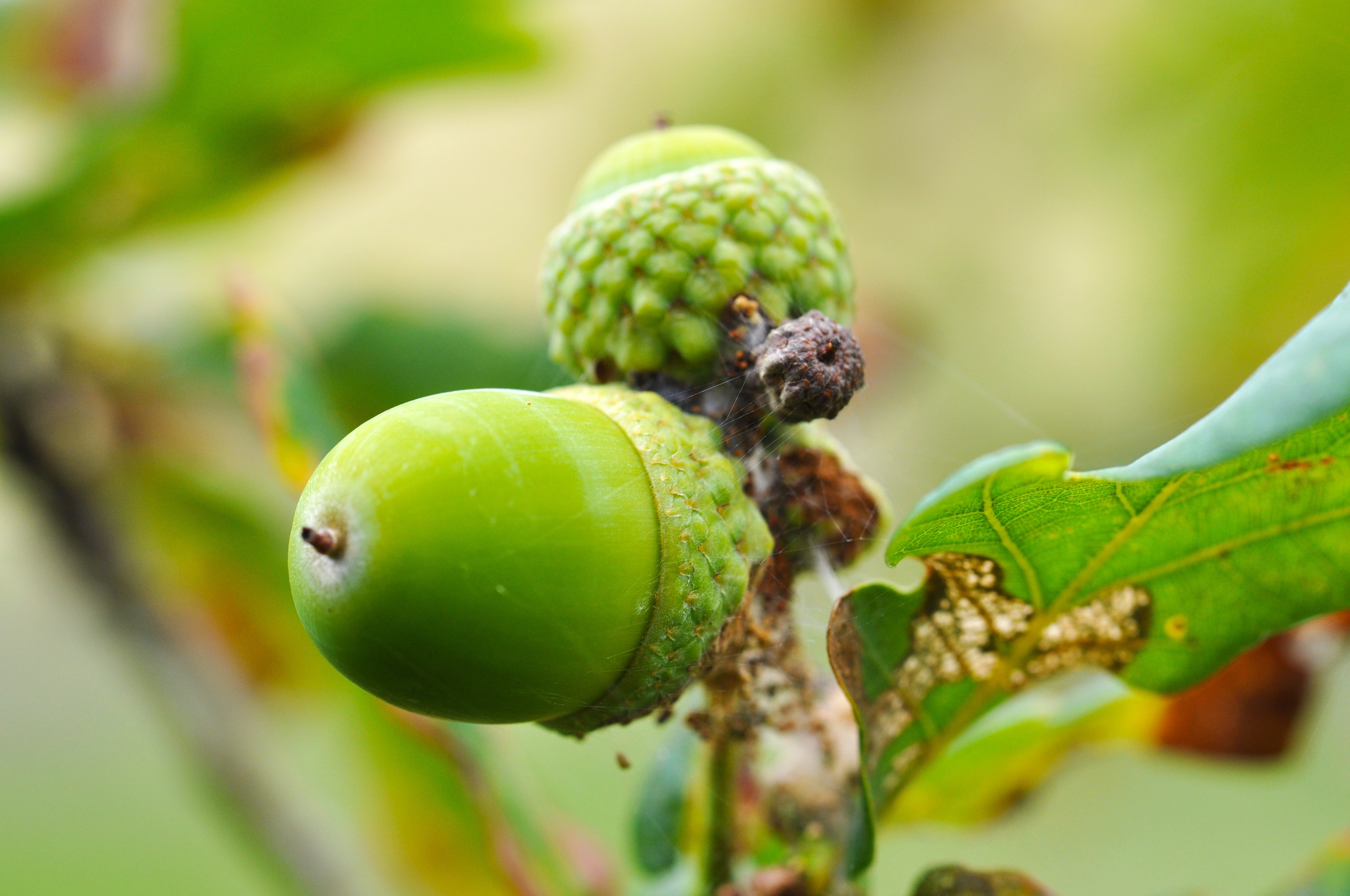 close up photo of green fruit