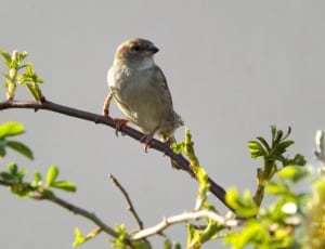 gray and white short beak bird on brown branch during daytime thumbnail