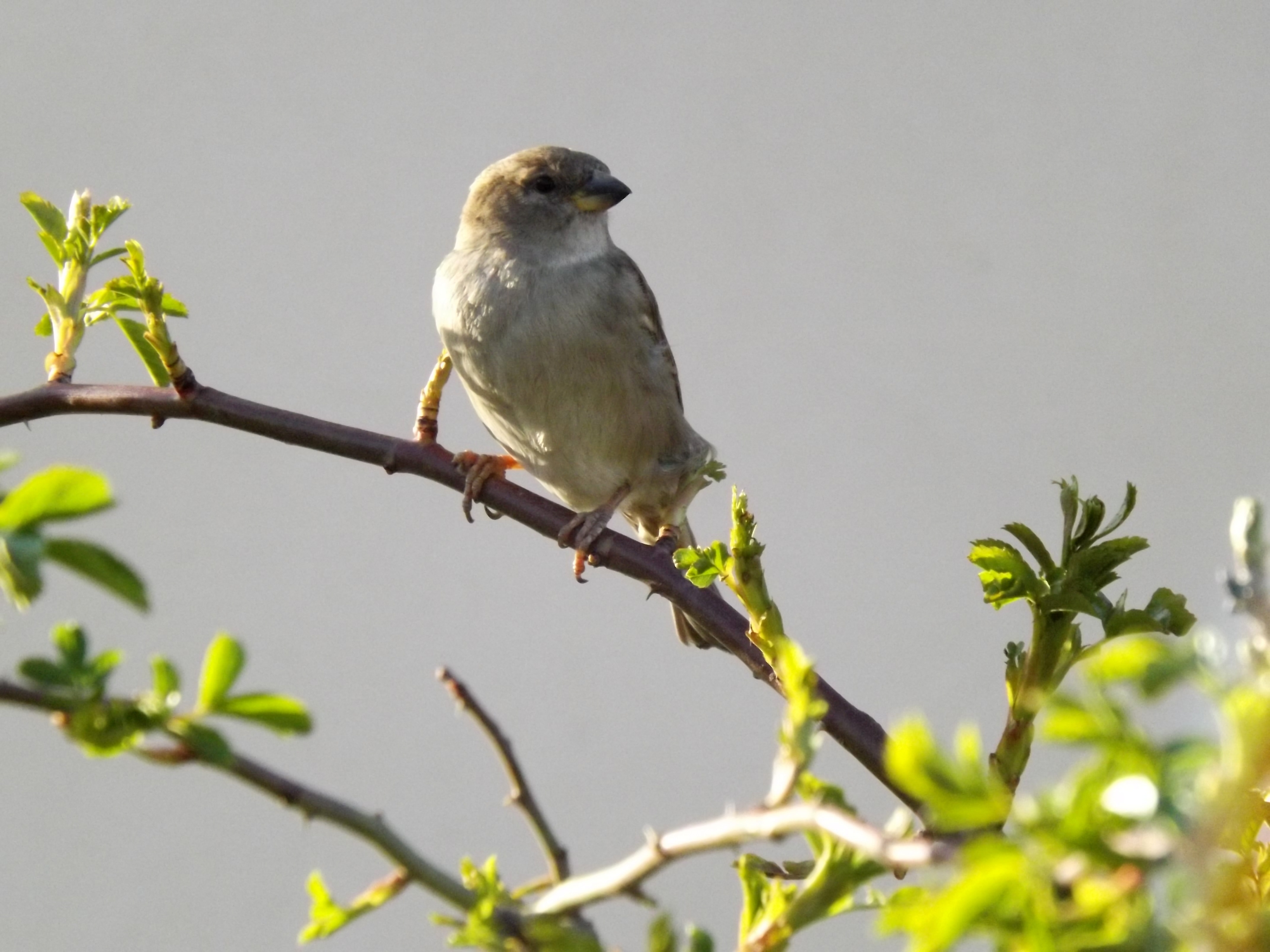 gray and white short beak bird on brown branch during daytime