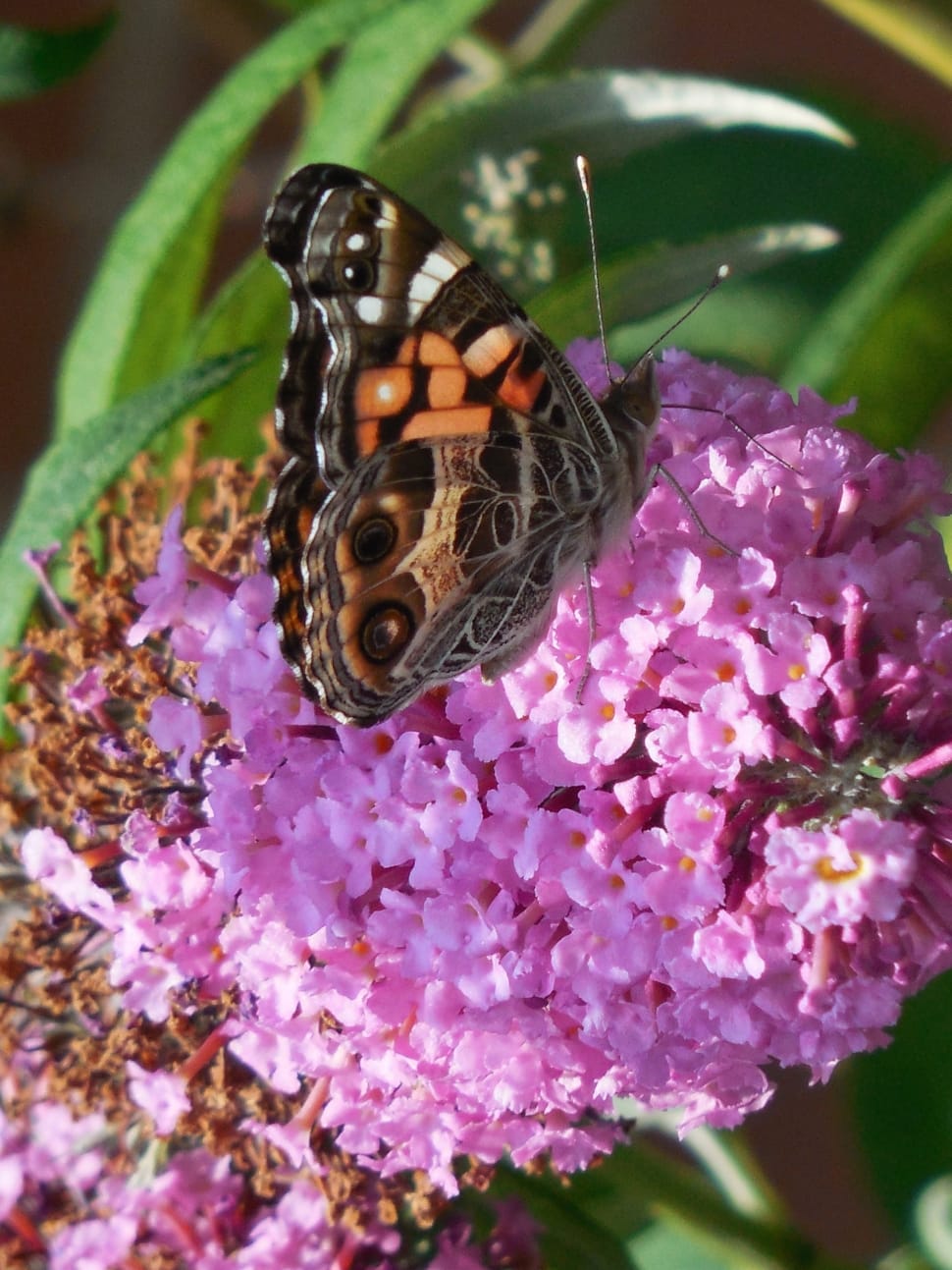 black and brown butterfly preview