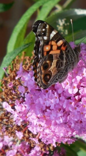 black and brown butterfly thumbnail
