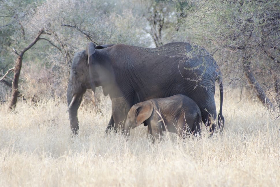 2 black elephant preview