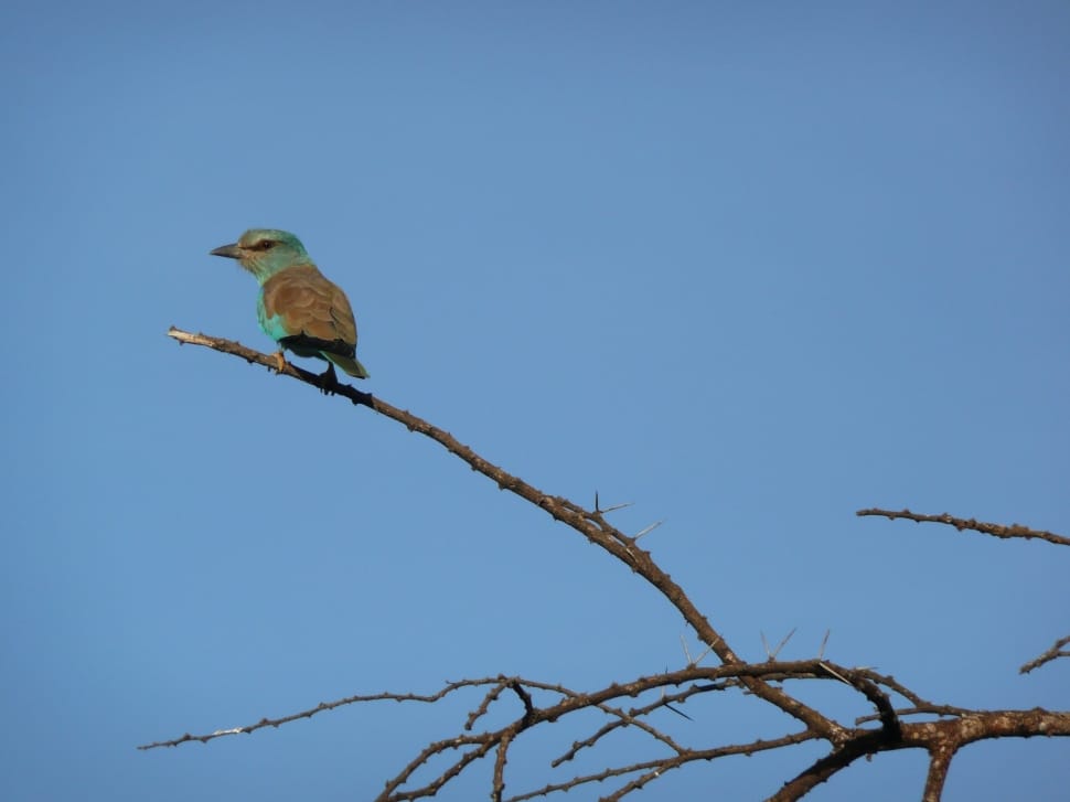 green and brown bird on tree branch during daytime preview