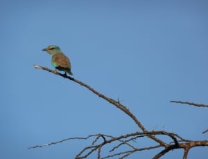 green and brown bird on tree branch during daytime thumbnail