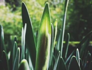 close up photo of green plants thumbnail