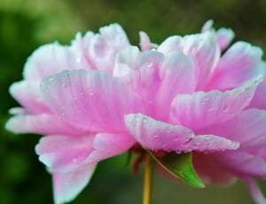 white and pink petaled flower thumbnail