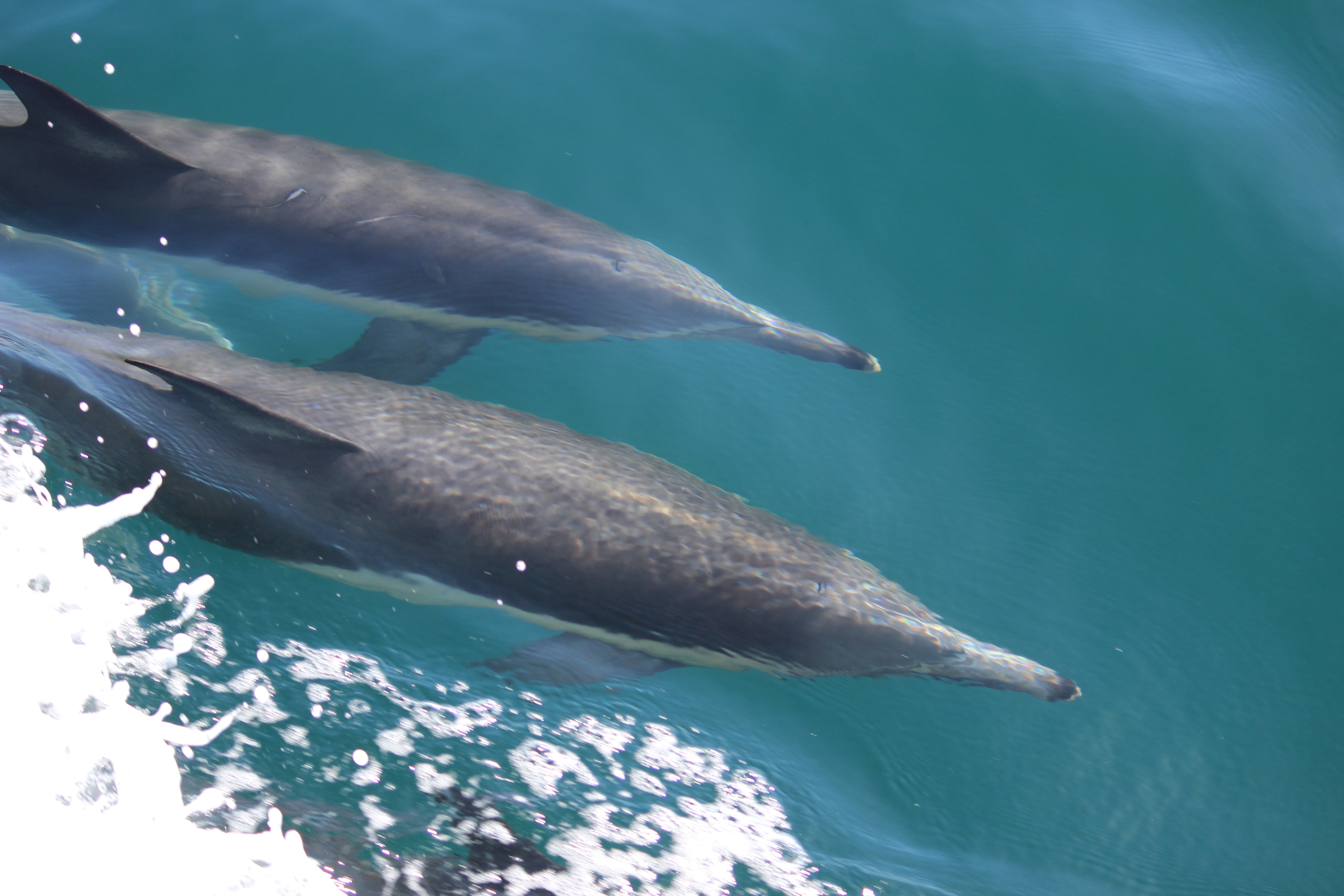 2 black dolphins