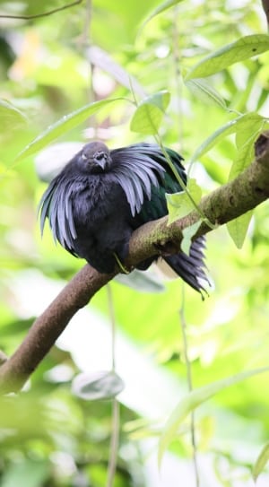 black bird on top of brown branch thumbnail