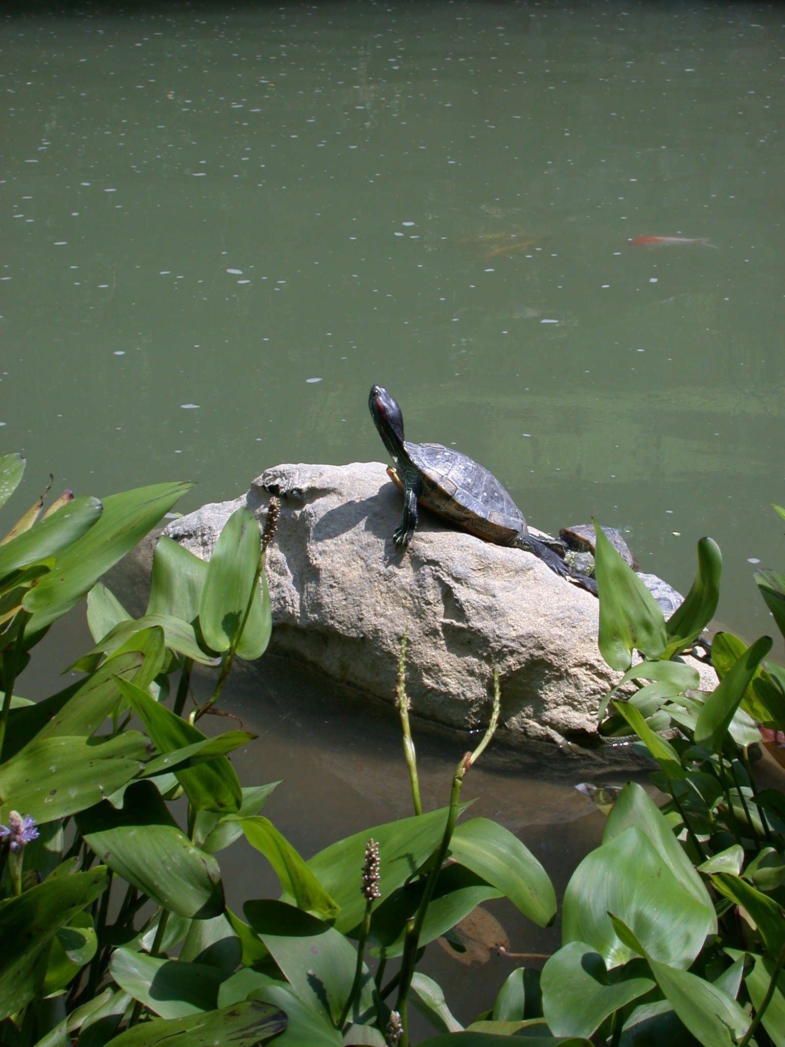 black turtle