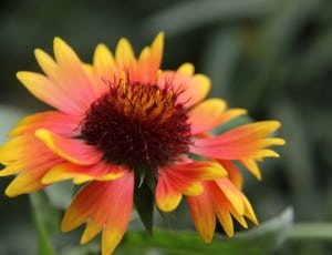 orange and yellow cluster petaled flower thumbnail