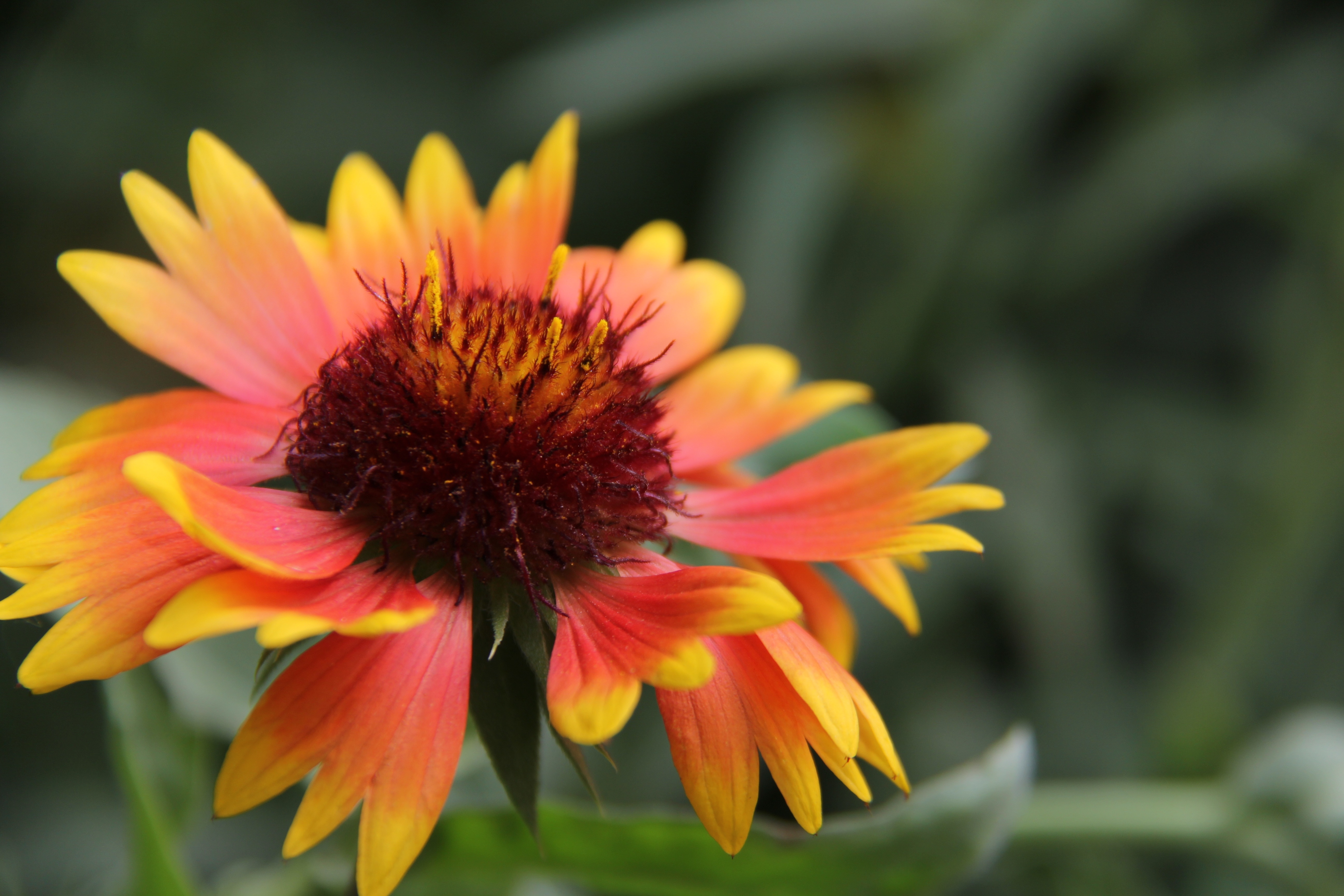 orange and yellow cluster petaled flower