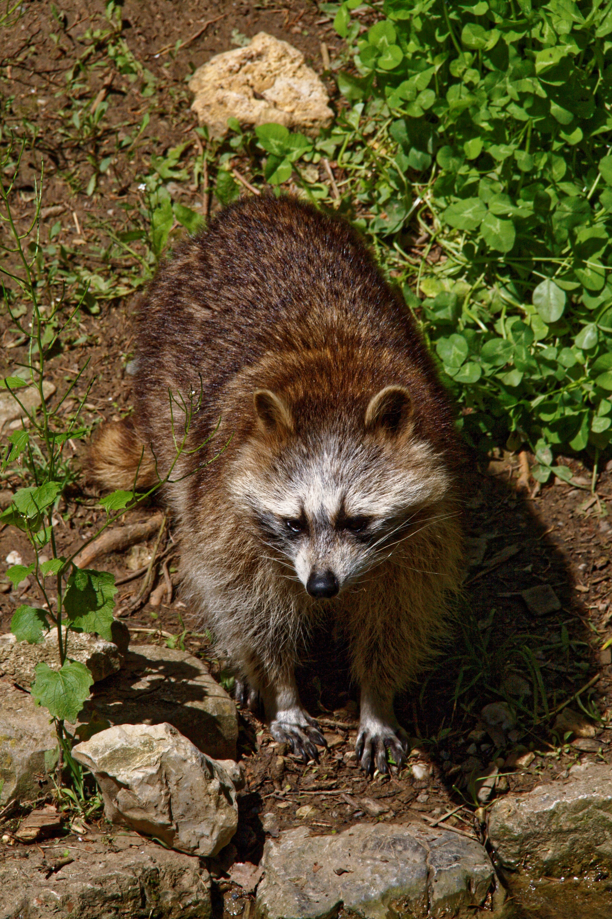 brown racoon