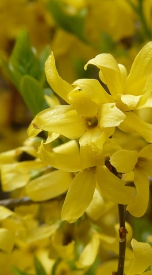 yellow multi petaled flower thumbnail