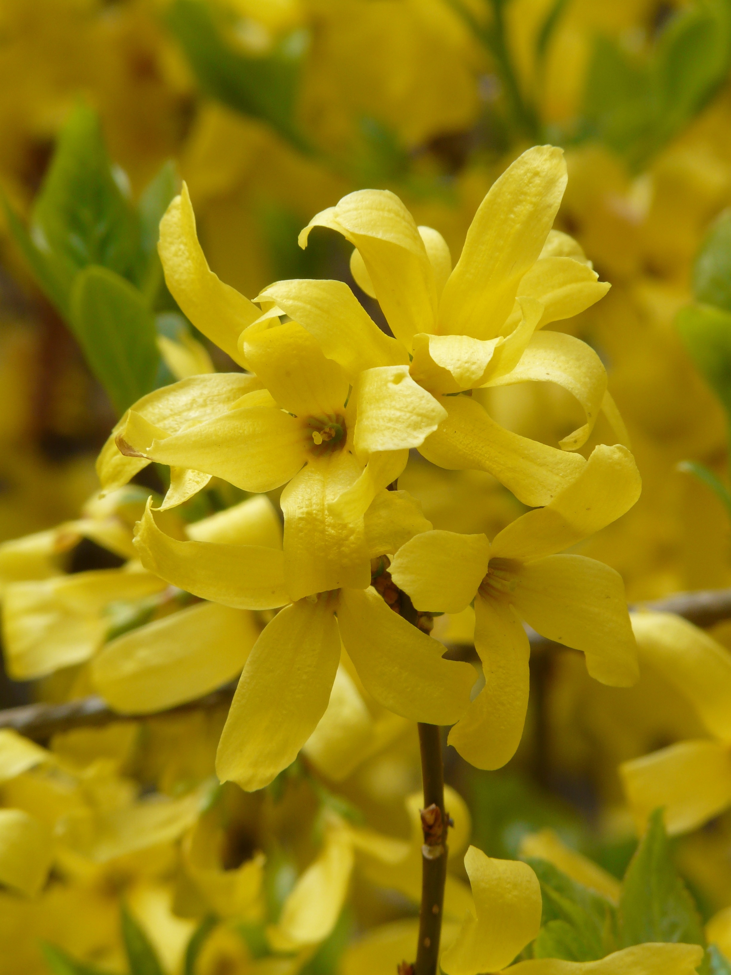 yellow multi petaled flower