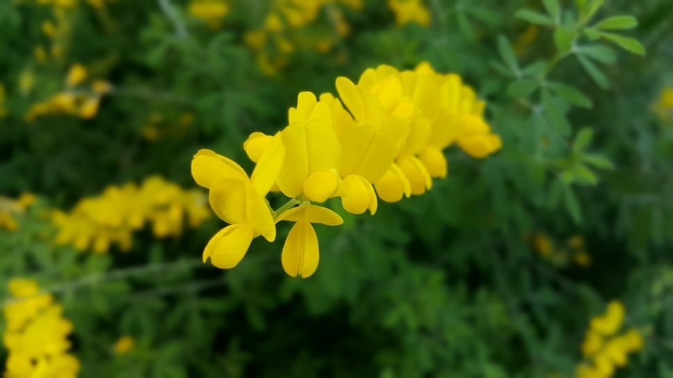 macro shot of yellow flowers preview