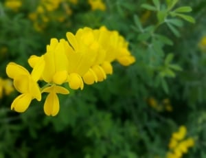macro shot of yellow flowers thumbnail