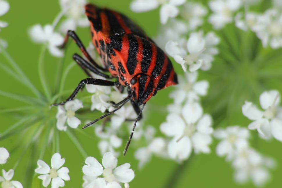 red and black assasin bug preview