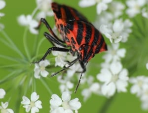 red and black assasin bug thumbnail
