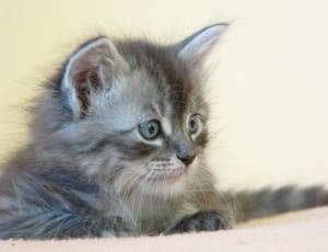 persian kitten thumbnail