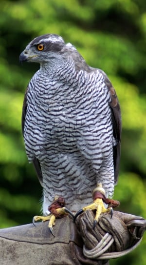 white and gray Eagle standing on a branch thumbnail
