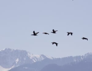 flock of black feathered bird soaring at daytime thumbnail