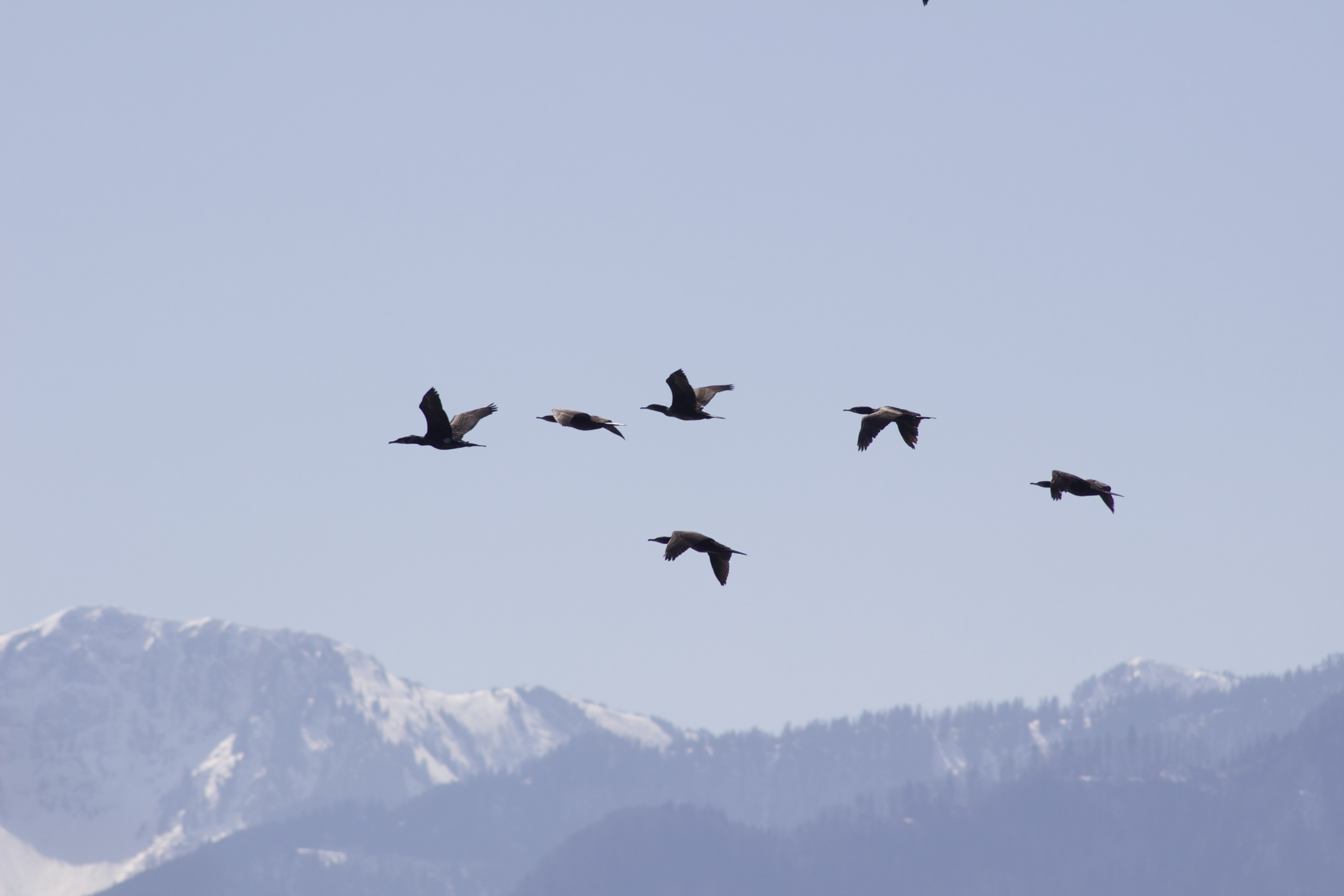 flock of black feathered bird soaring at daytime