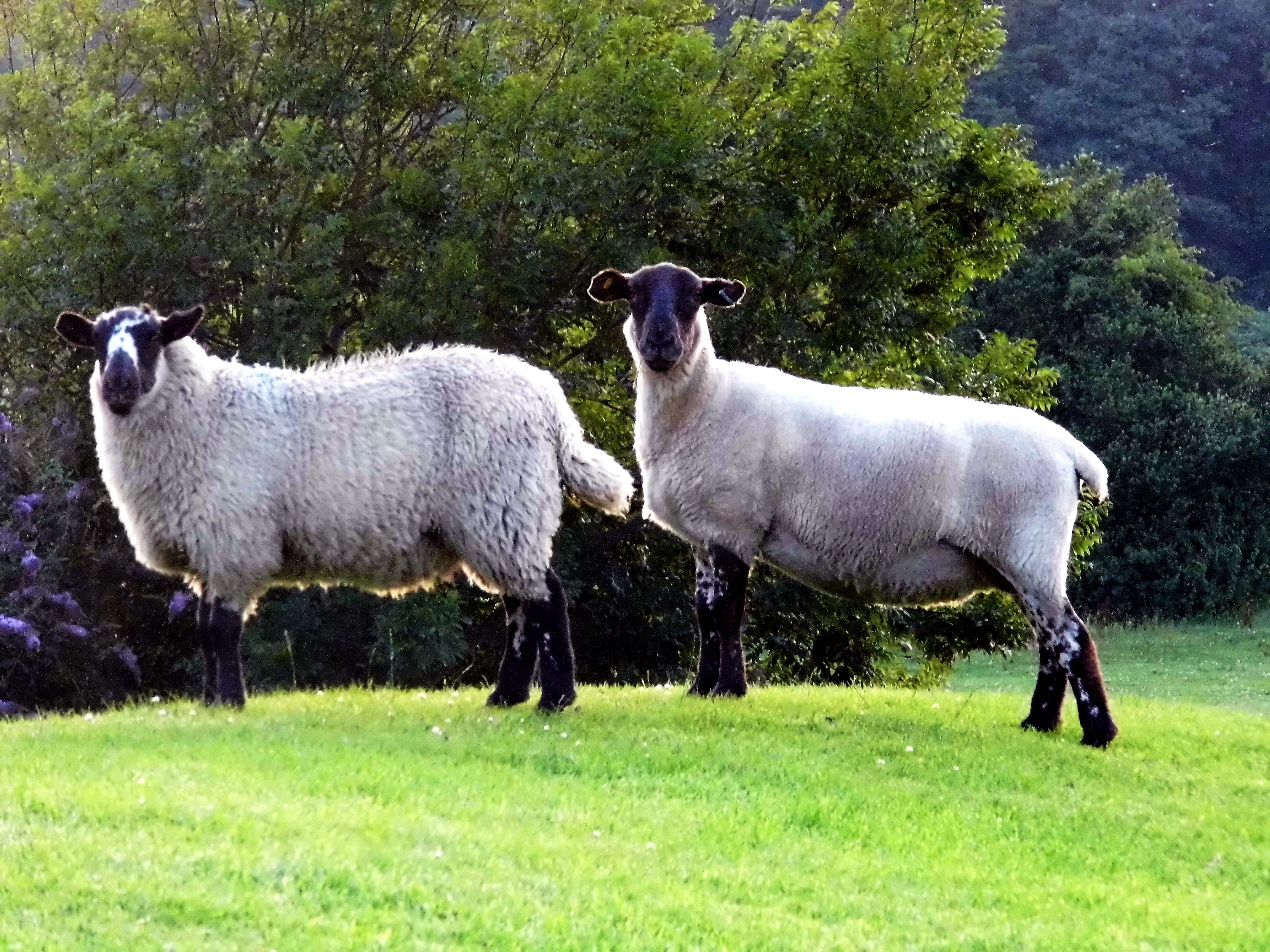 black and gray sheep