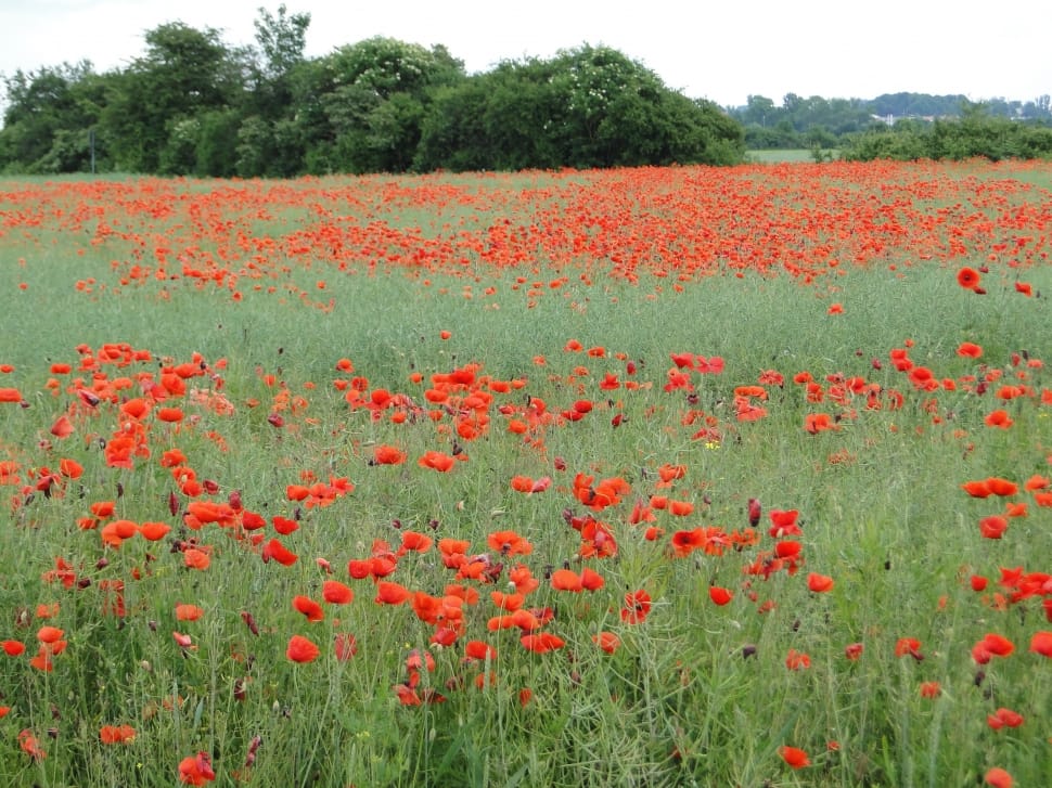 red poppies field preview