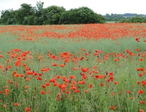 red poppies field thumbnail
