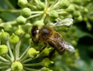 honey bee on green flowers thumbnail