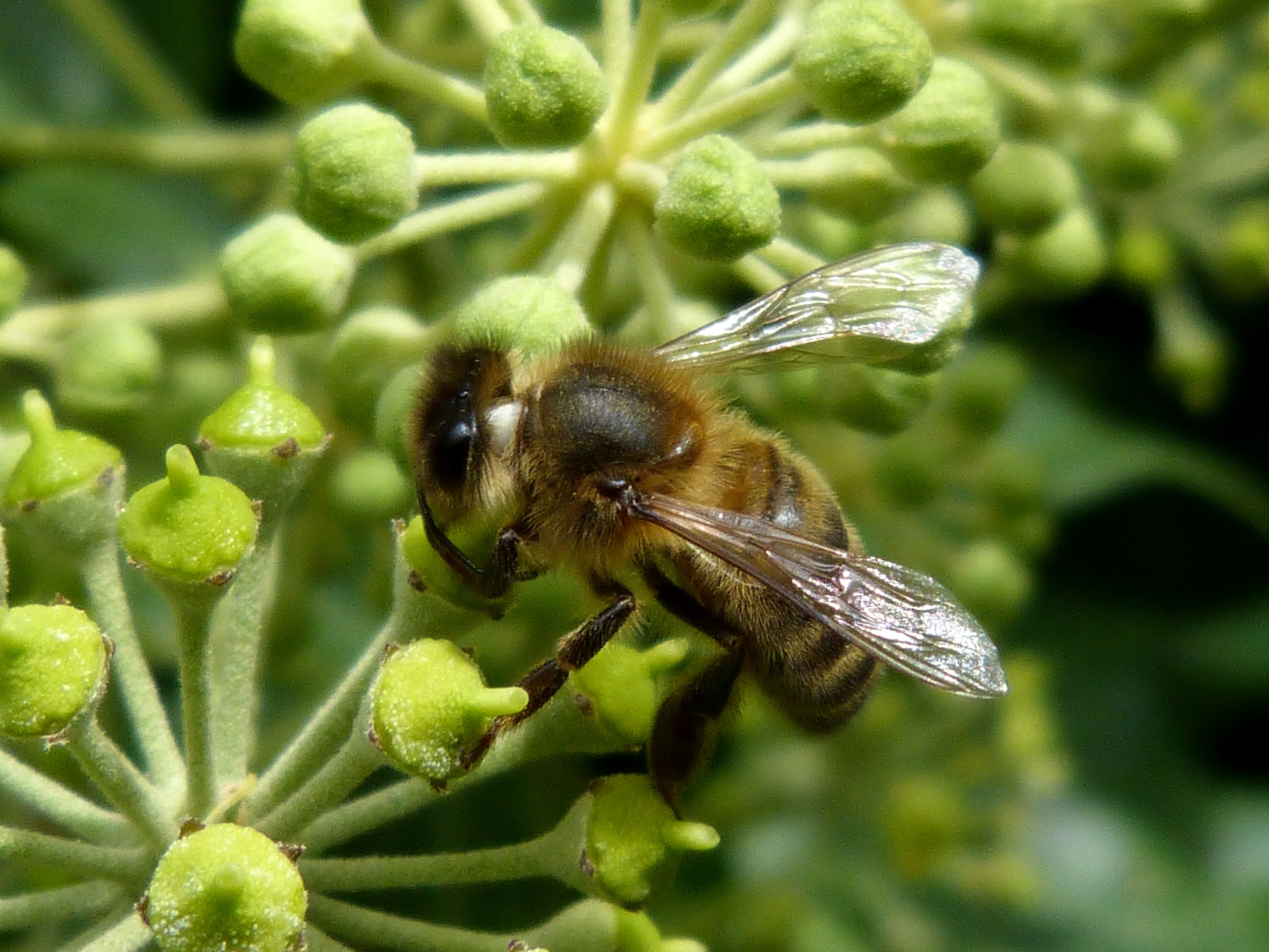 honey bee on green flowers