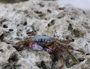 black brown crab thumbnail