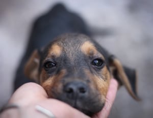 black and tan doberman pinscher puppy thumbnail